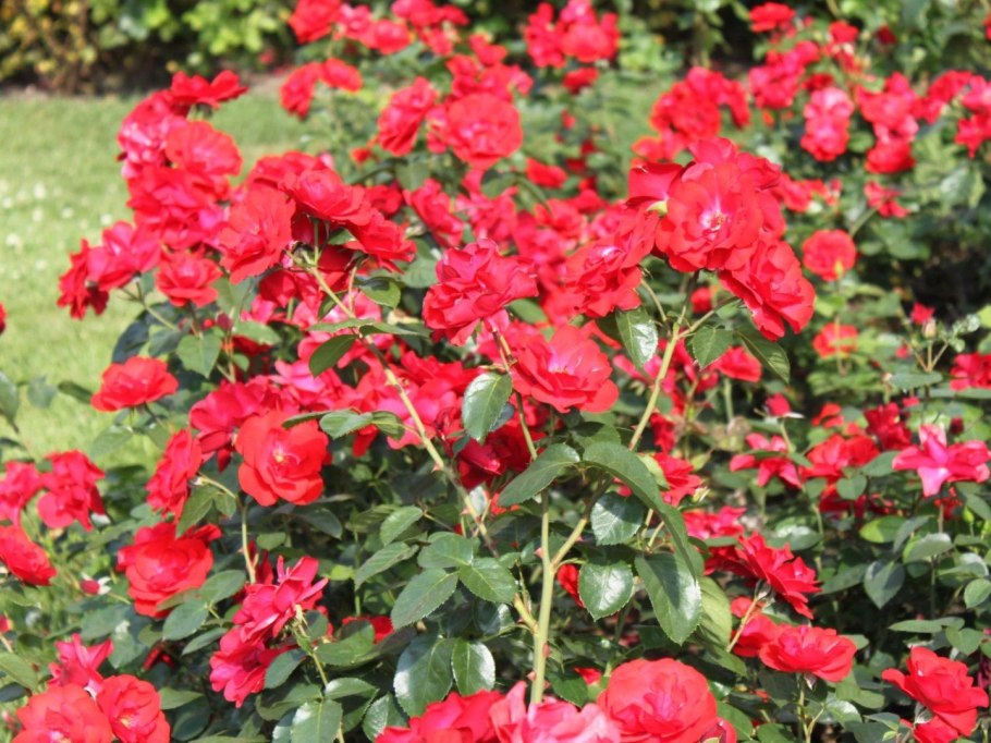 Роза флорибунда Ален