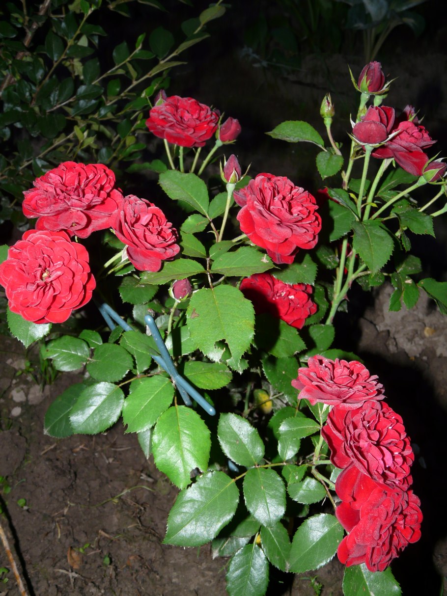 Лаваглут роза