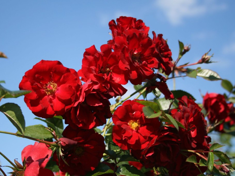 Роза флорибунда Лаваглут