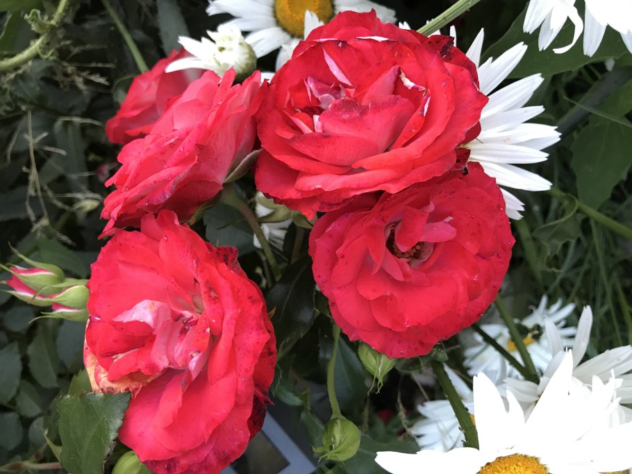 Роза Сунита флорибунда