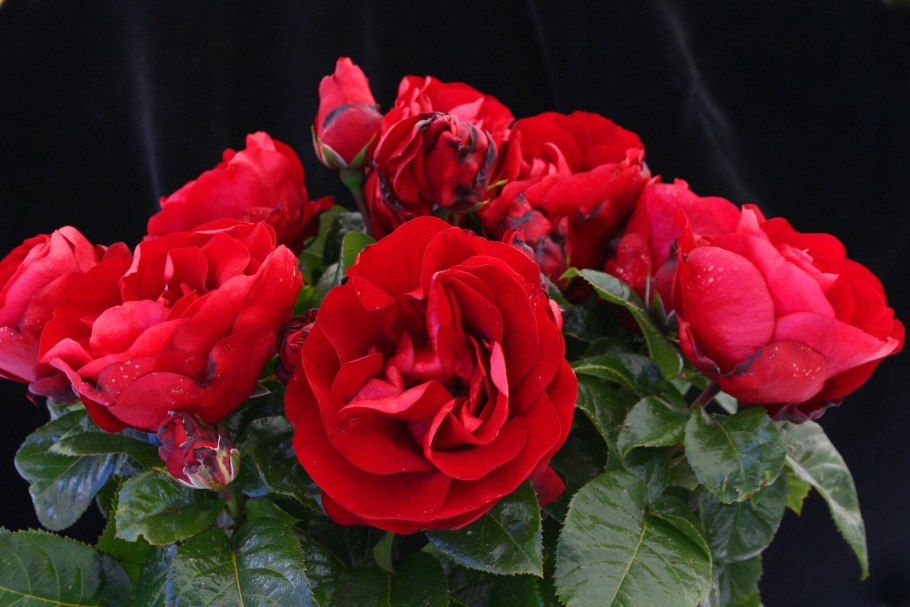 Роза Farruca (плетистая)