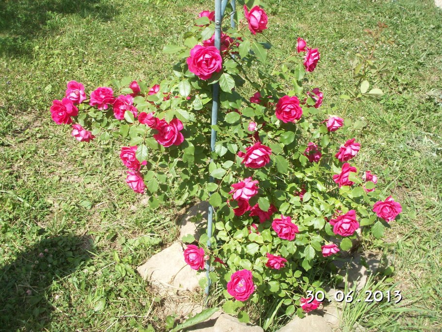 Роза Лаваглут