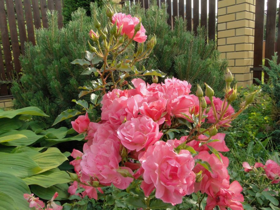 Роза саммер лодж