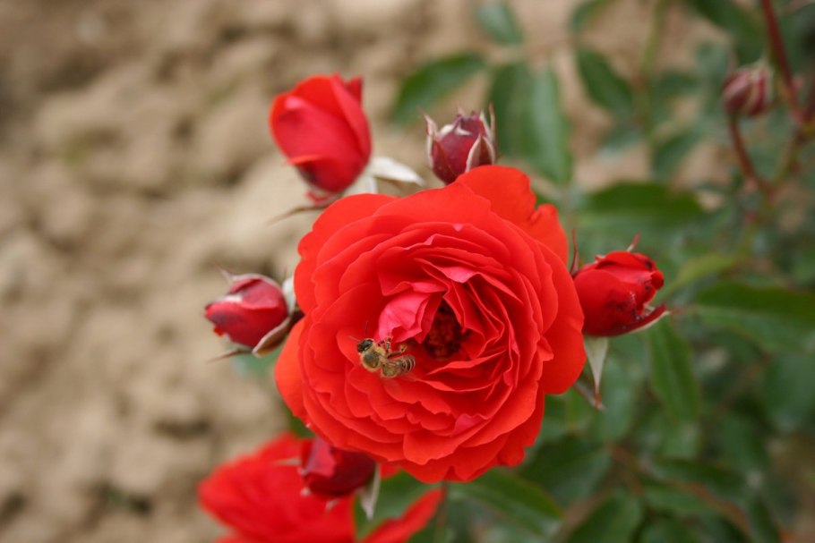 Роза хейнзелманхен флорибунда