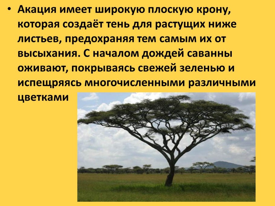 Растительность саванны презентация