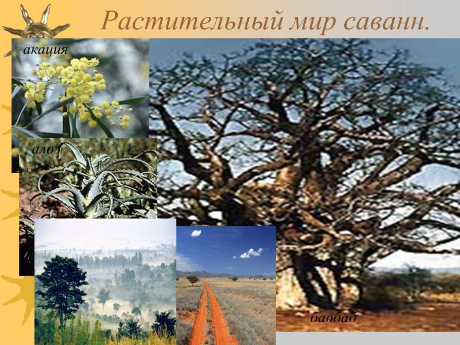 Природная зона саванны Африки растительный мир
