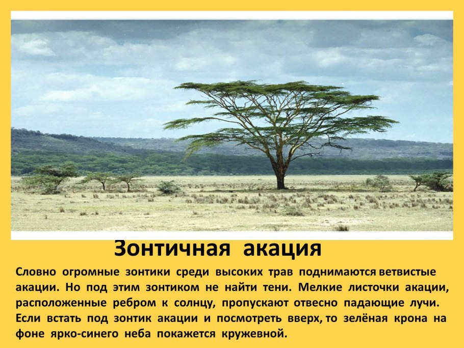 Африканская зонтичная Акация