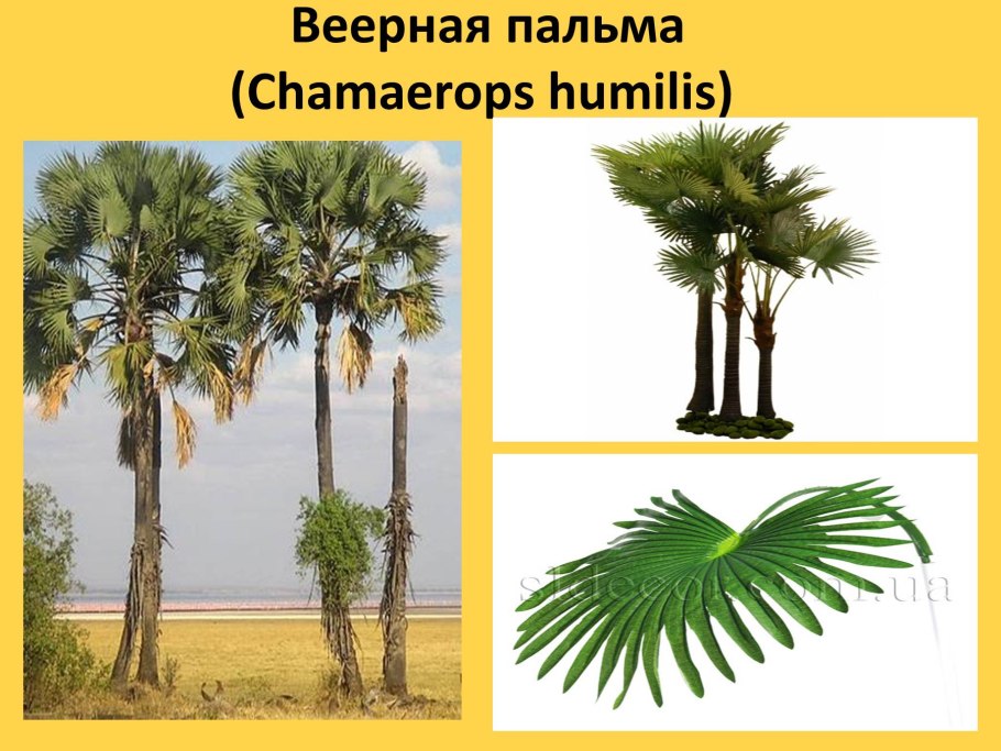 Рослинний і тваринний світ Африки
