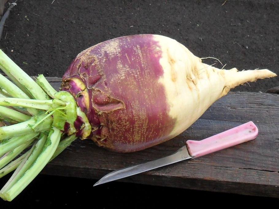 Брюква гера