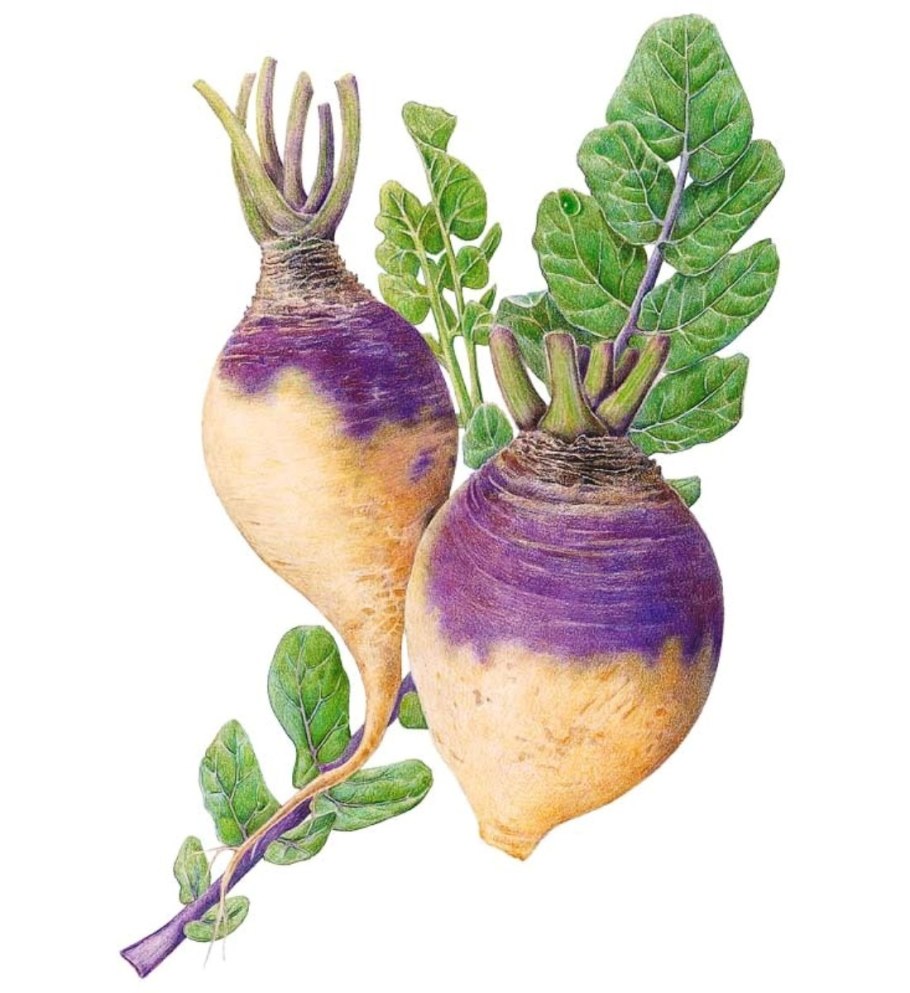 Брюква (Brassica napus var. Rapifera)