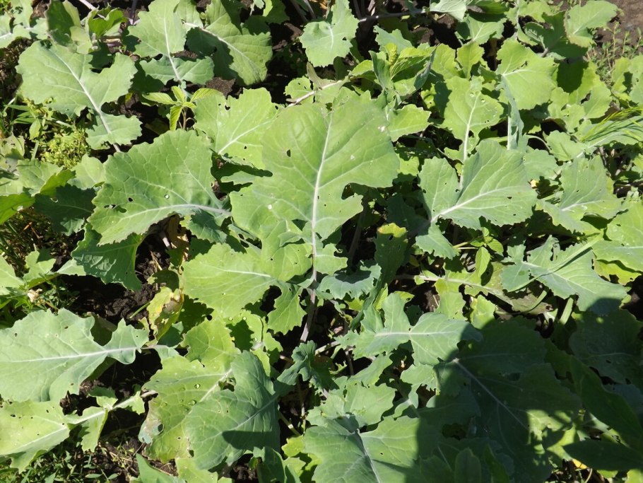 Ботва брюквы