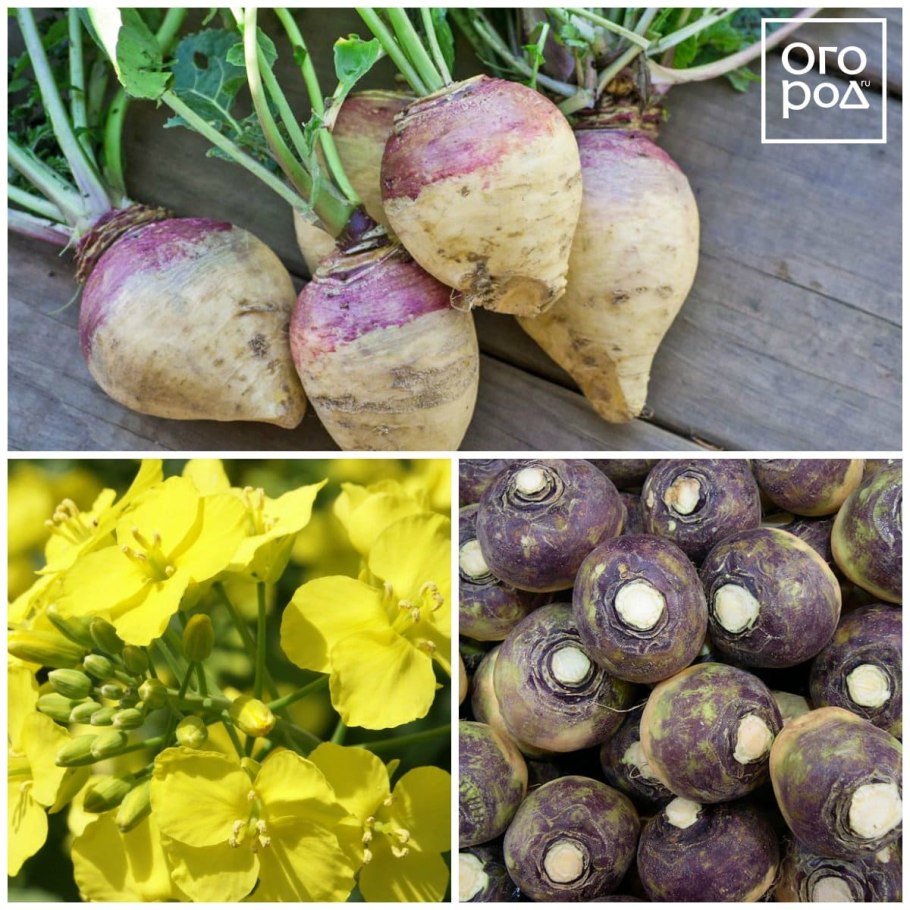 Кормовая свекла ,брюква