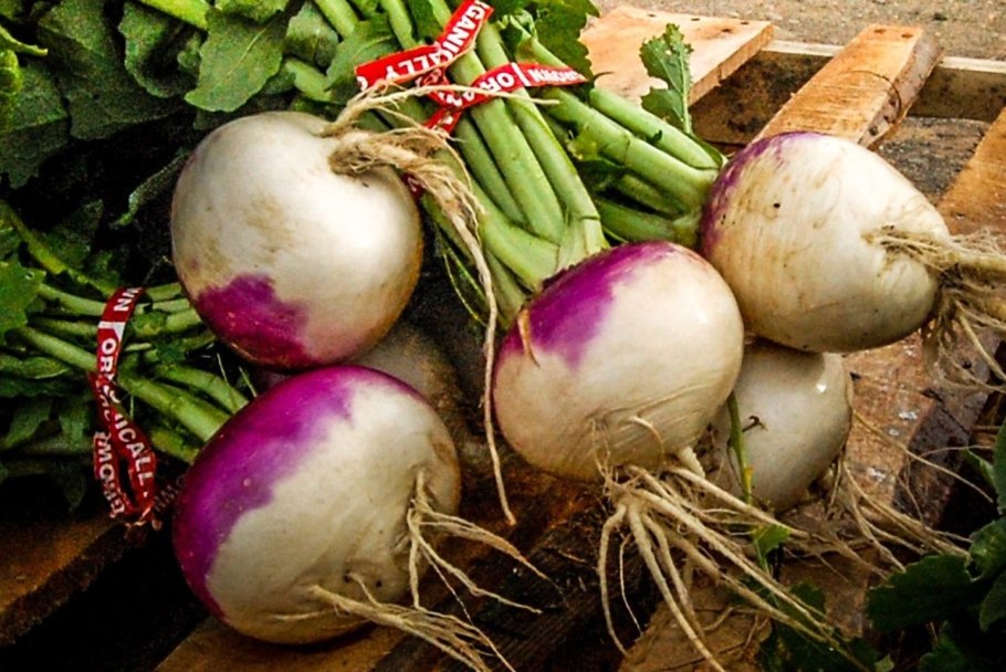 Клевер турнепс