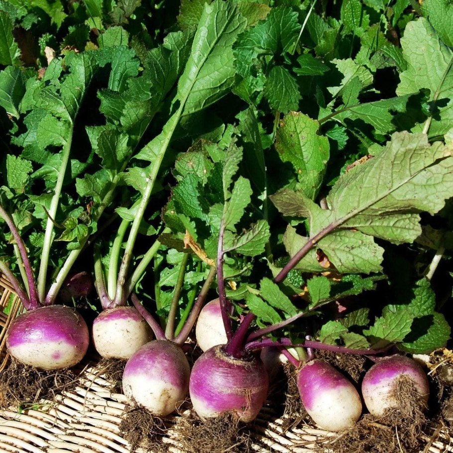 Брюква Brassica napobrassica