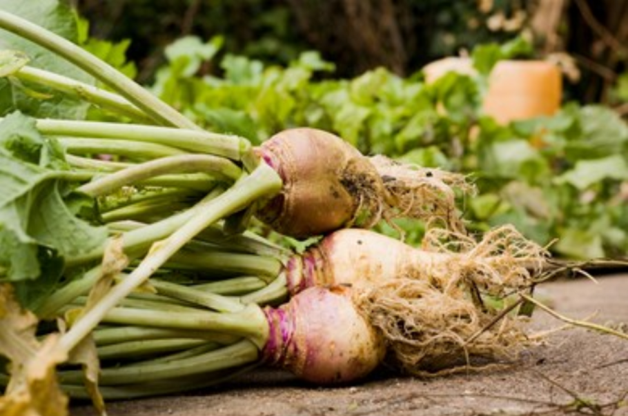 Сахарная брюква