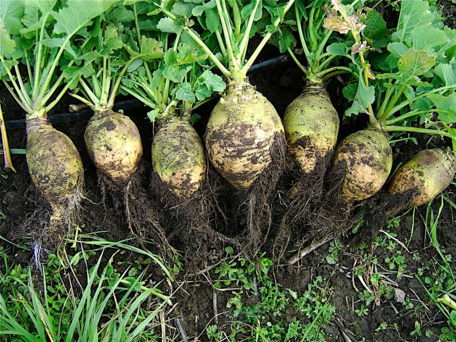 Репа турнепс брюква