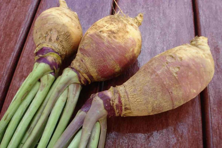 Турнепс брюква