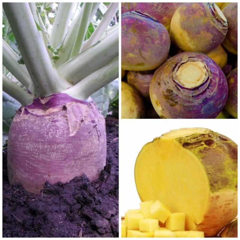 Брюква ягода