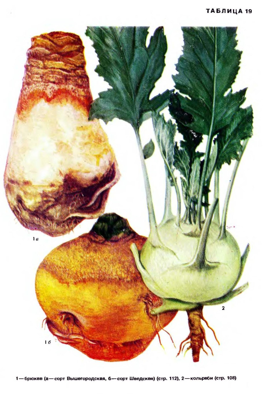 Брюква кольраби