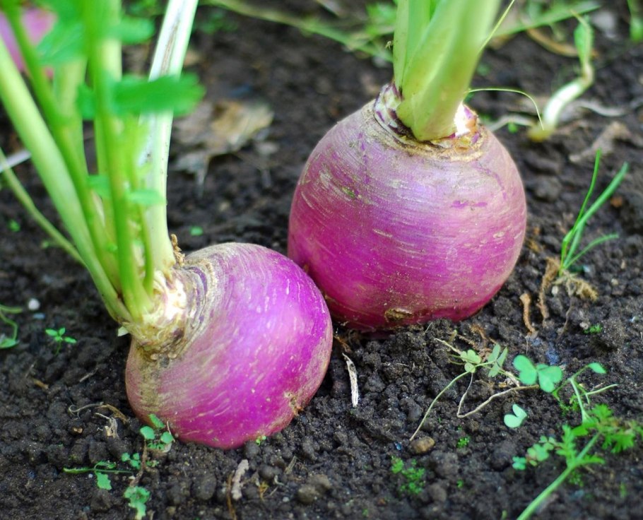 Турнепс корнеплод