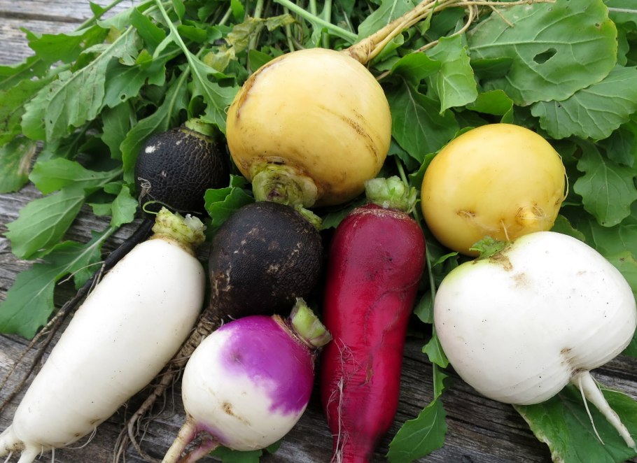 Турнепс турнепс