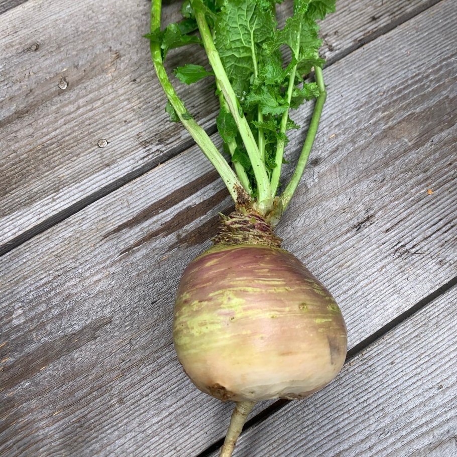 Турнепс брюква