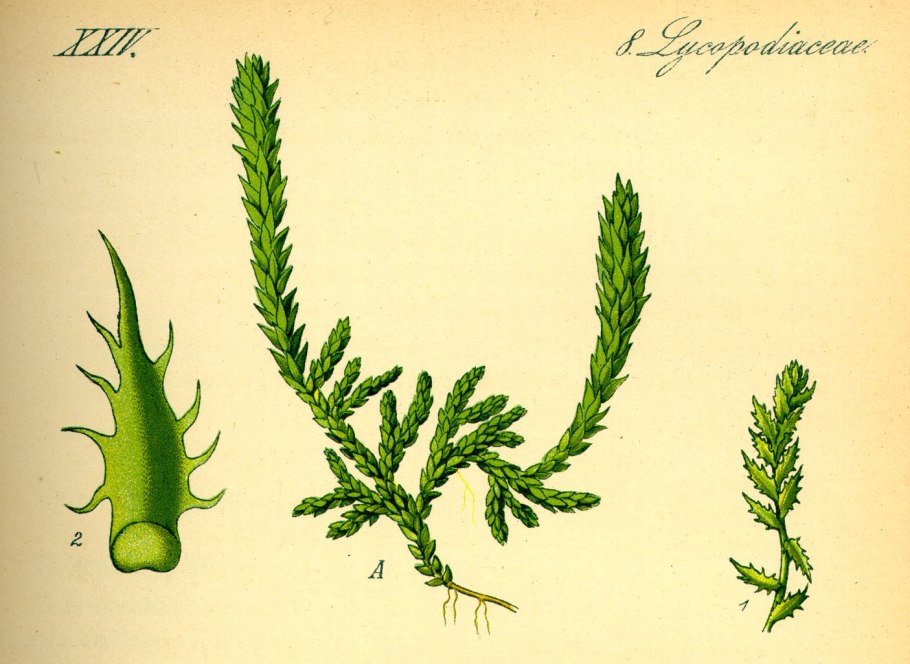 Lycopodium annotinum рисунок