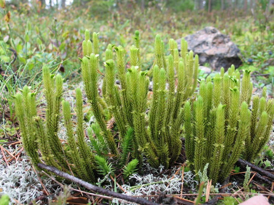 Плаун Баранец