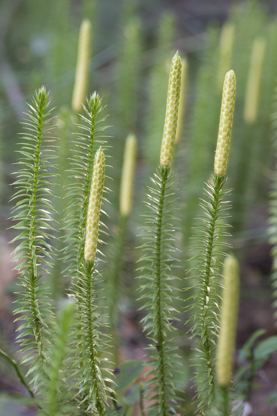 Плаун Баранец