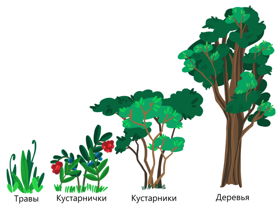 Голосеменные ель обыкновенная