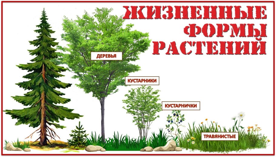 Деревья кустарники травы