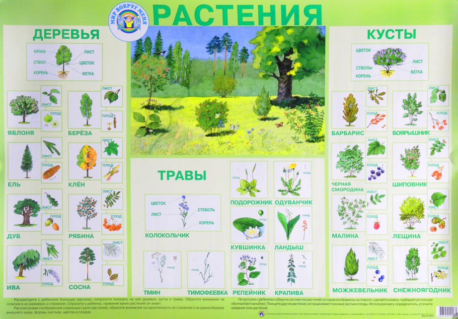 Кустарники названия