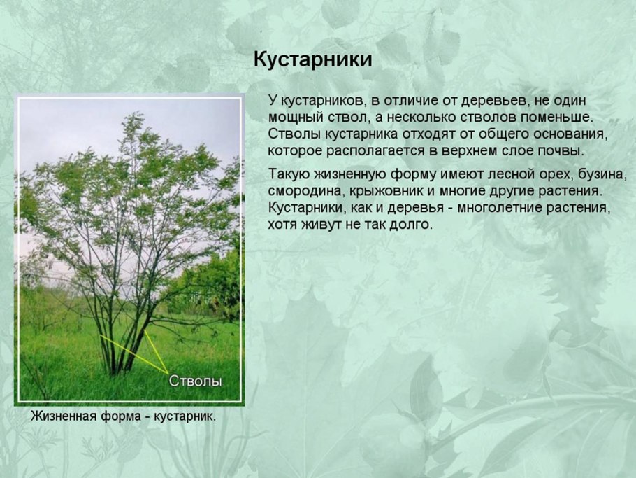 Кустарник и дерево отличия