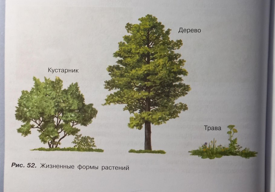 Деревья кустарники травы