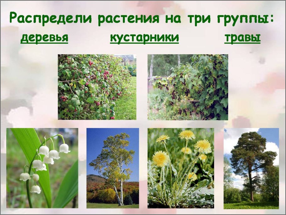 Жизненные формы растений деревья