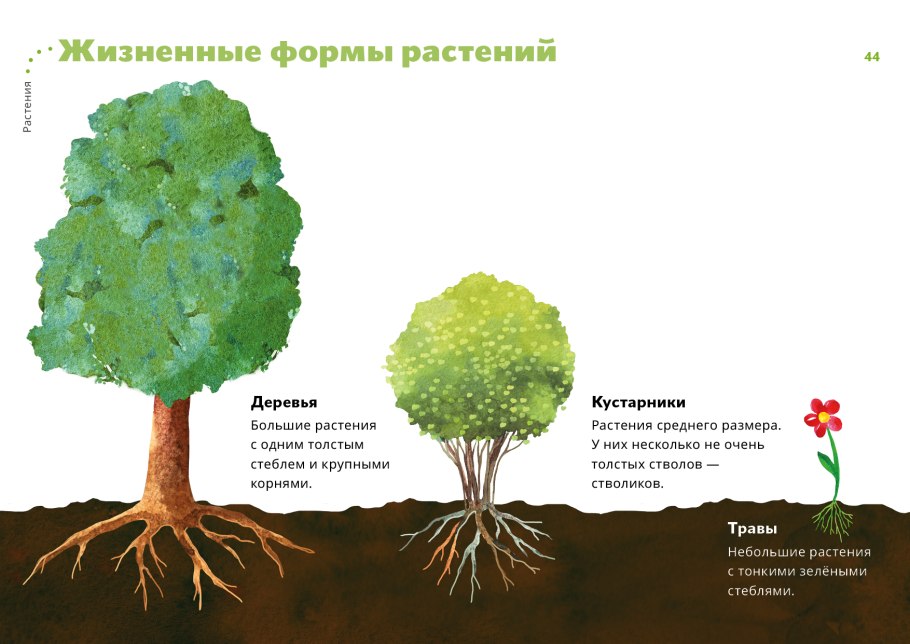Растительный мир для дошкольников