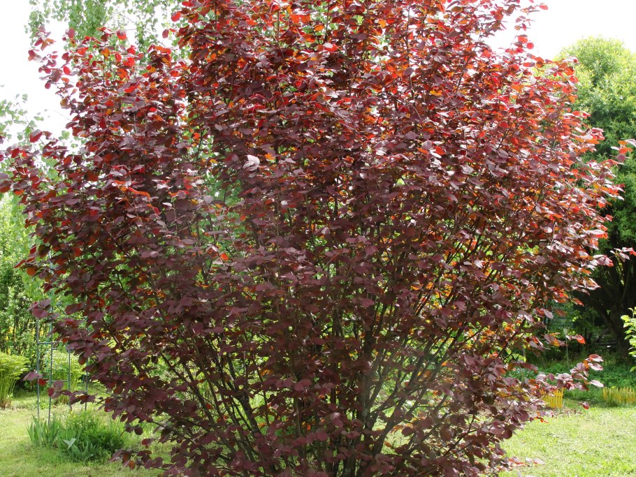 Лещина обыкновенная purpurea