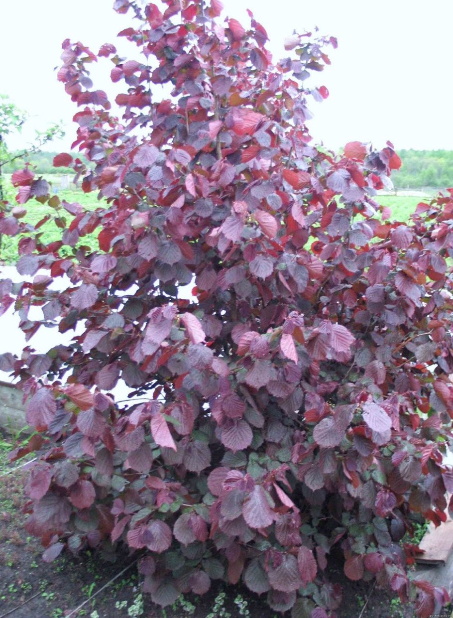 Corylus maxima purpurea