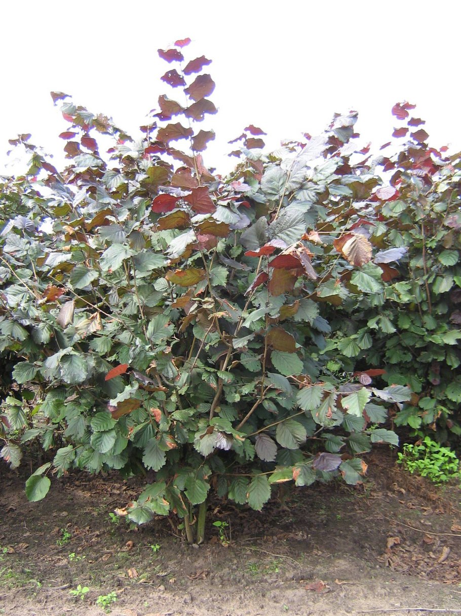 Corylus maxima purpurea