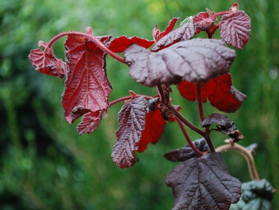 Лещина обыкновенная (Corylus avellana)