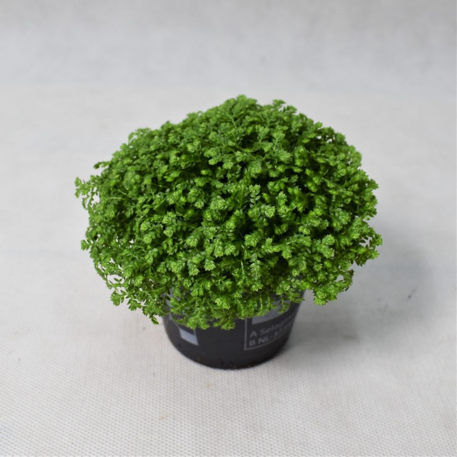 Селагинелла Джори