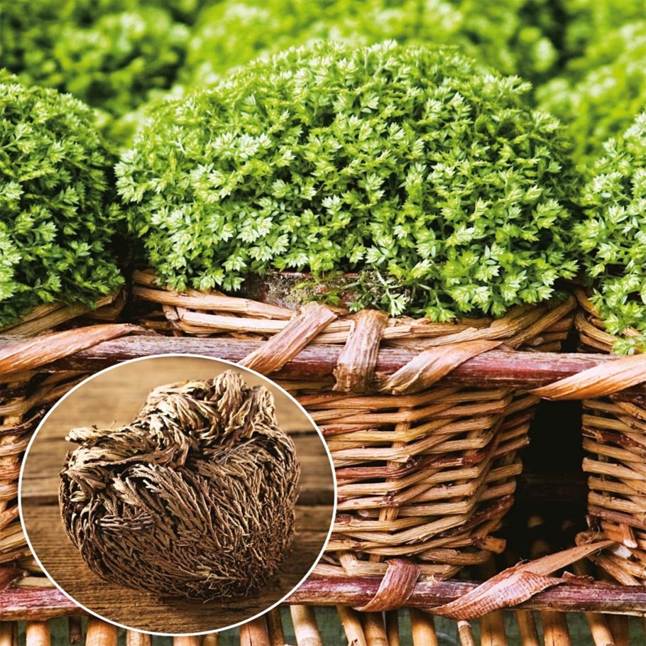 Селагинелла Мартенса (Selaginella martensii)