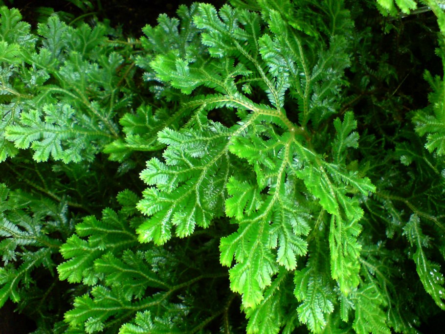 Селагинелла Мартенса