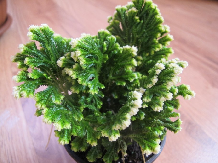 Селагинелла чешуелистная (Selaginella lepidophylla)