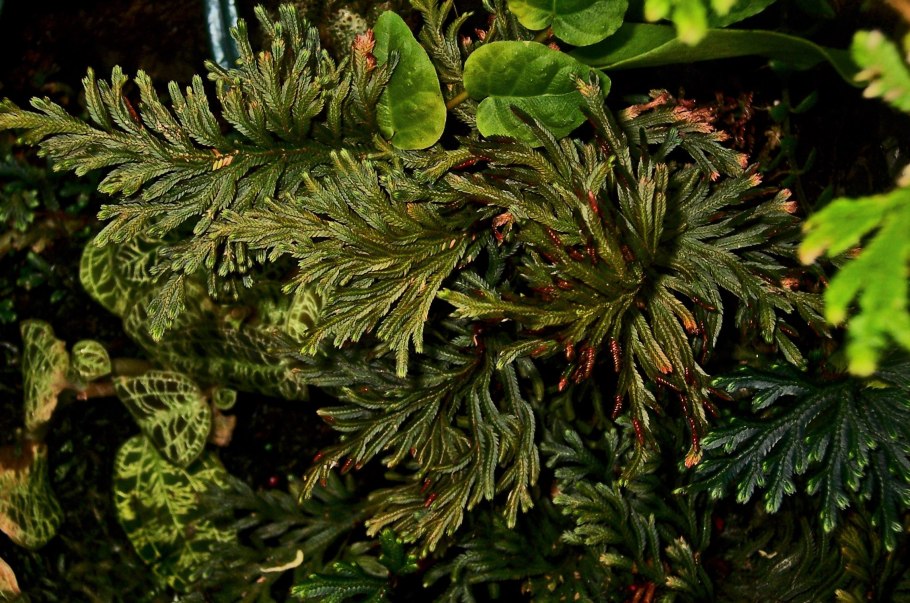 Selaginella martensii