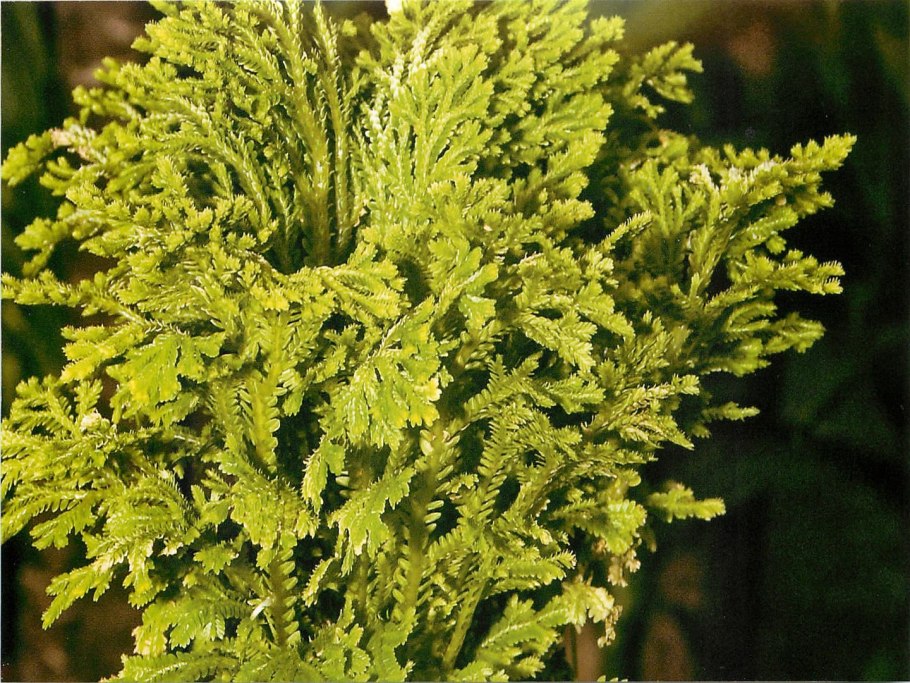 Selaginella martensii