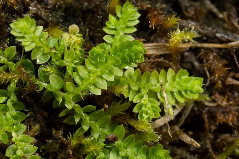 Selaginella Россия