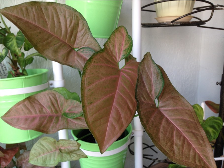 Сингониум Арроу