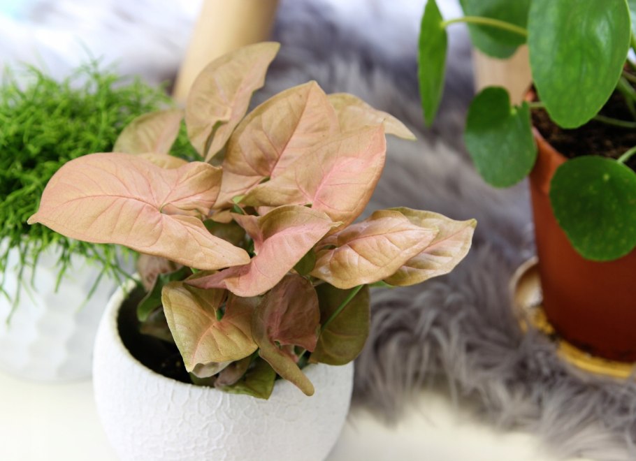 Сингониум неон