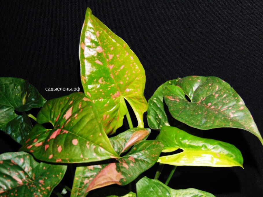 Сингониум Марбл Квин